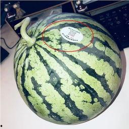 玉溪网红吃瓜,揭秘幕后故事与热门话题